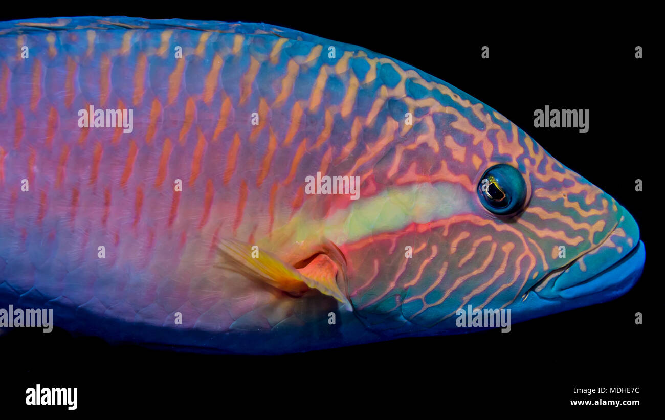 The vivid colors of a Ringtail Wrasse (Oxycheilinus unifasciatus) viewed in the Pacific Ocean off the coast of Kona Stock Photo