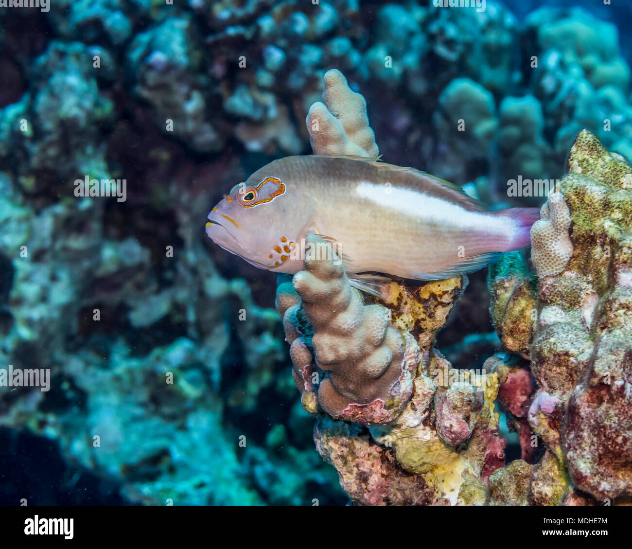 Arc-eye Hawkfish (Paracirrhites arcatus) resting on finger coral (Porites compressa) off the Kona coast Stock Photo
