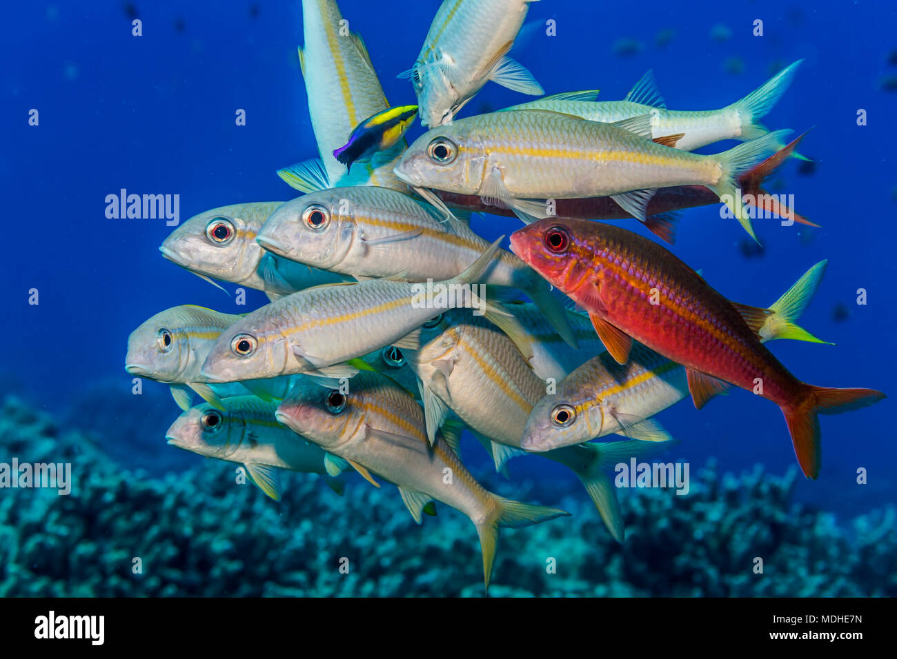 Yellowstripe and Yellowfin goatfish (Mulloidichthys flavolineatus and vanicolensis) gathered at a Hawaiian Cleaner Wrasse (Labroides phthirophagus)... Stock Photo