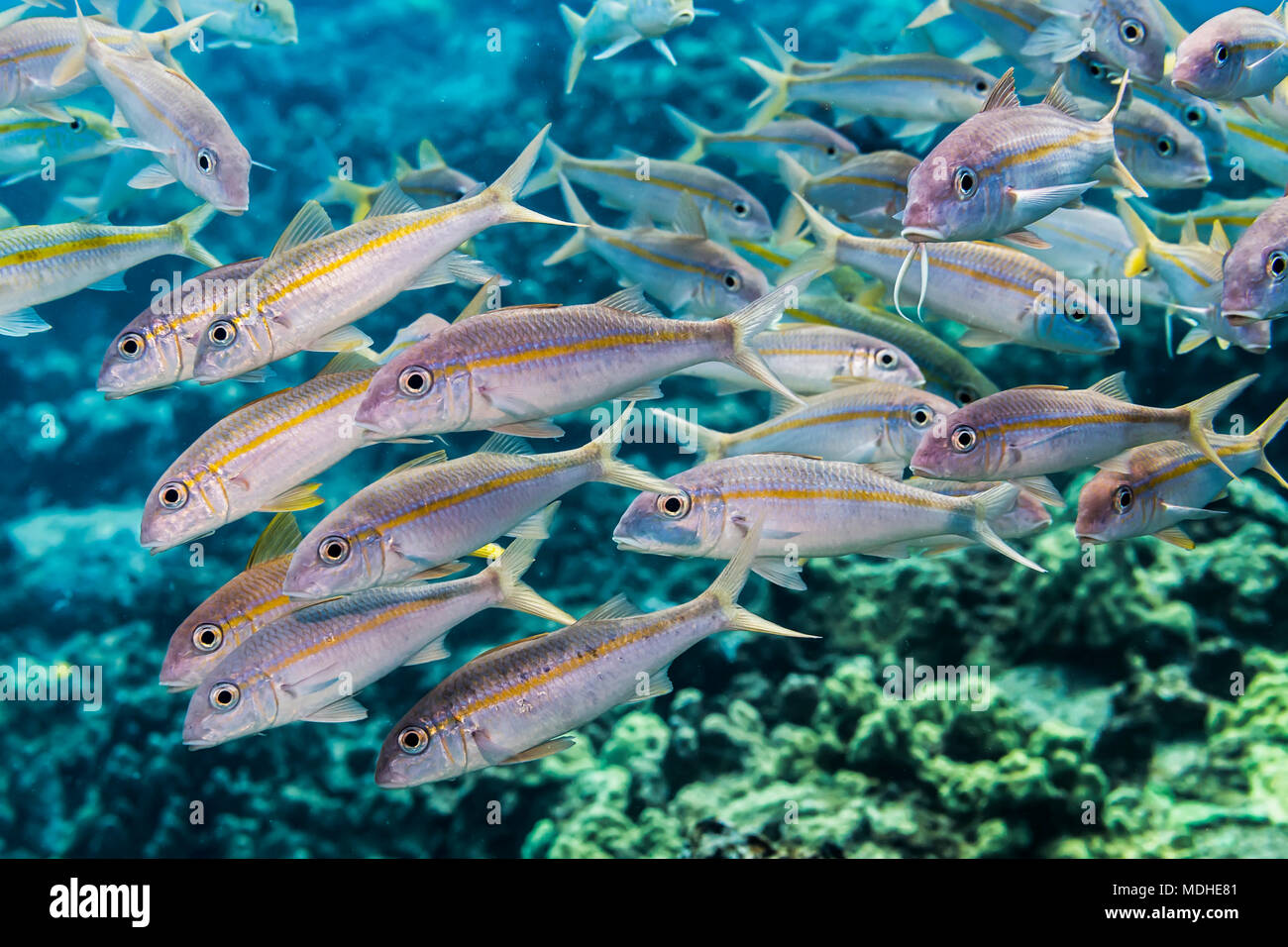 Yellowstripe and Yellowfin goatfish (Mulloidichthys flavolineatus and vanicolensis) schooling off the Kona coast Stock Photo