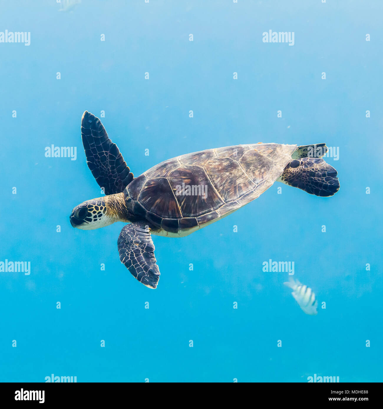 Green Sea Turtle (Chelonia mydas) diving after having breathed surface offshore of The Big Island; Island of Hawaii, Hawaii, United States of America Stock Photo