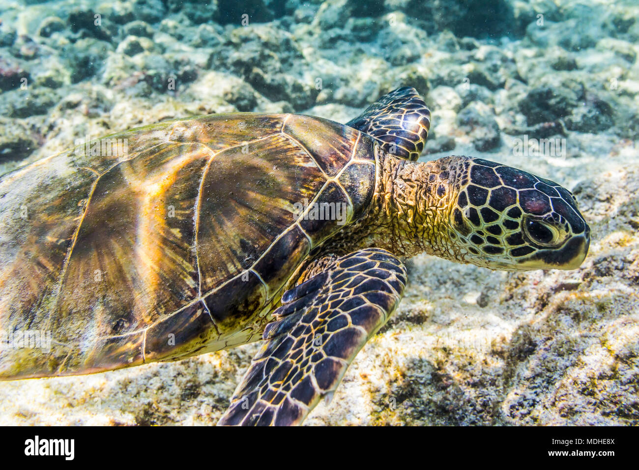 Green Sea Turtle (Chelonia mydas)  searching for food was photographed while snorkelling along the Kona coast Stock Photo