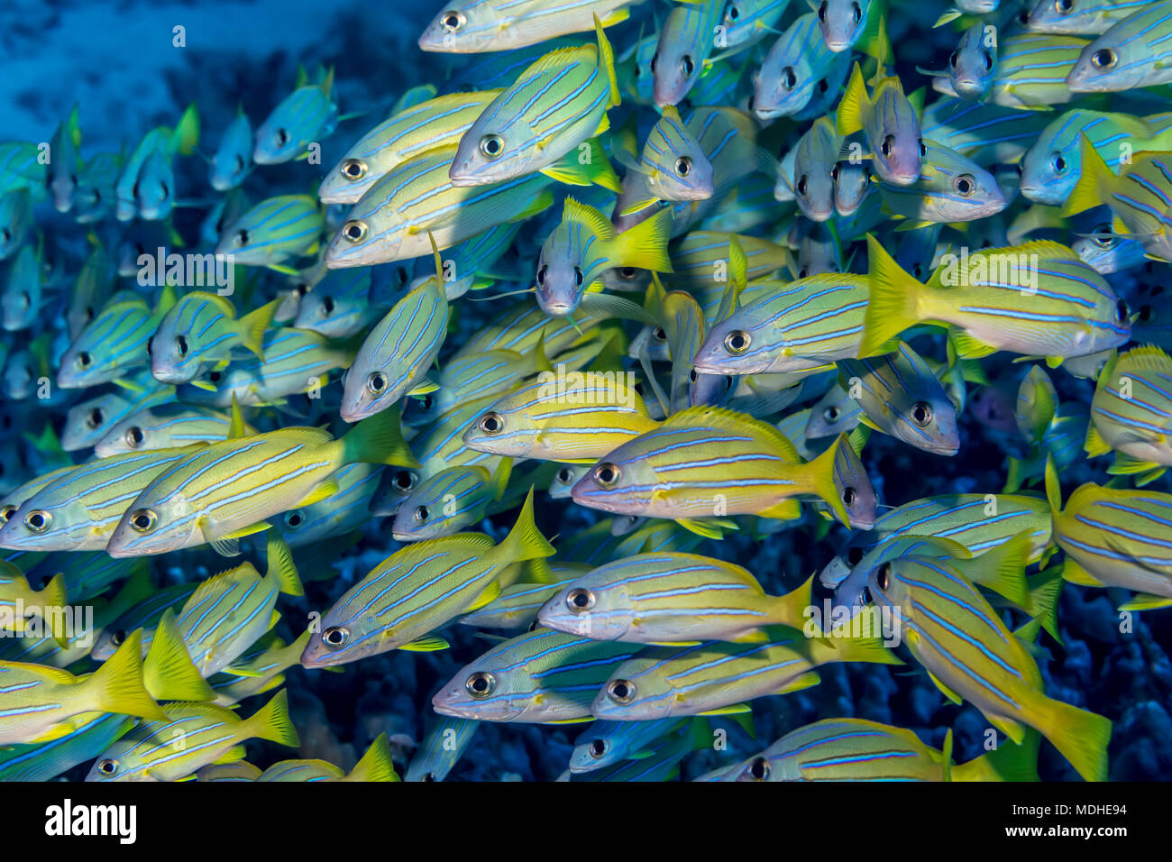 Schooling Bluestripe Snappers (Lutjanus kasmira), a species deliberately introduced into Hawaian waters and now considered invasive, off the Kona c... Stock Photo