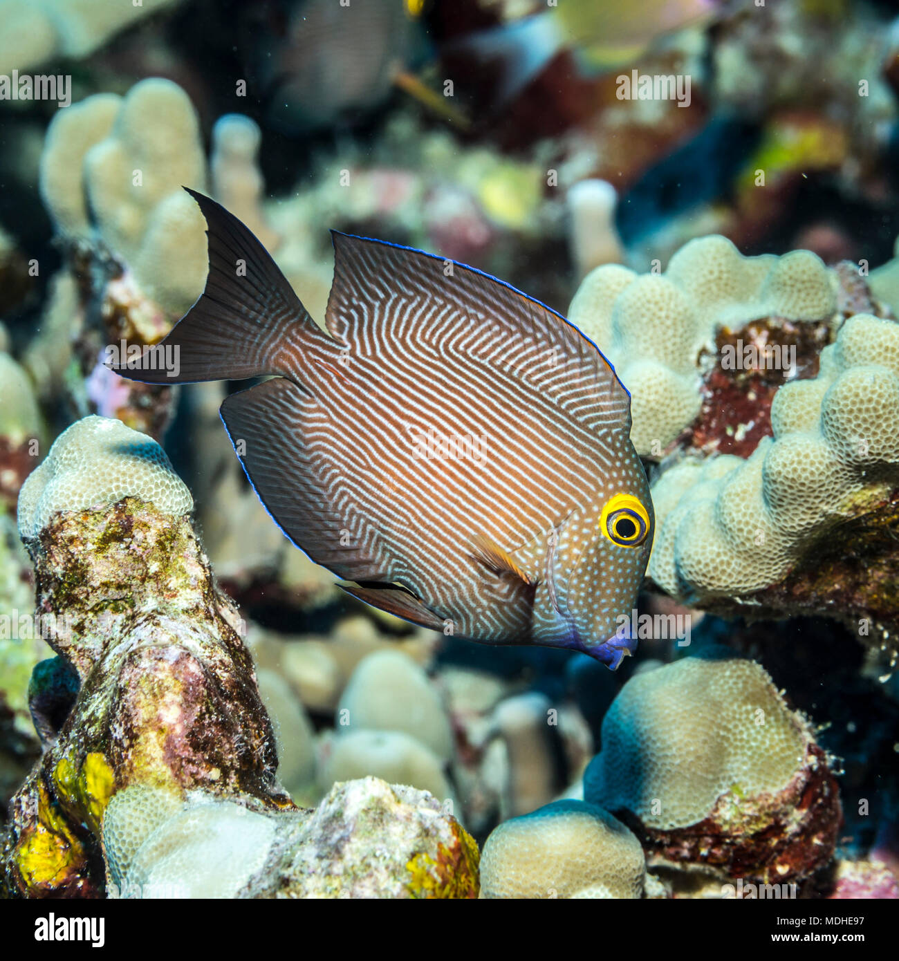 Goldring Bristletooth (Ctenochaetus strigosus) foraging near lobe coral off the Kona coast; Island of Hawaii, Hawaii, United States of America Stock Photo