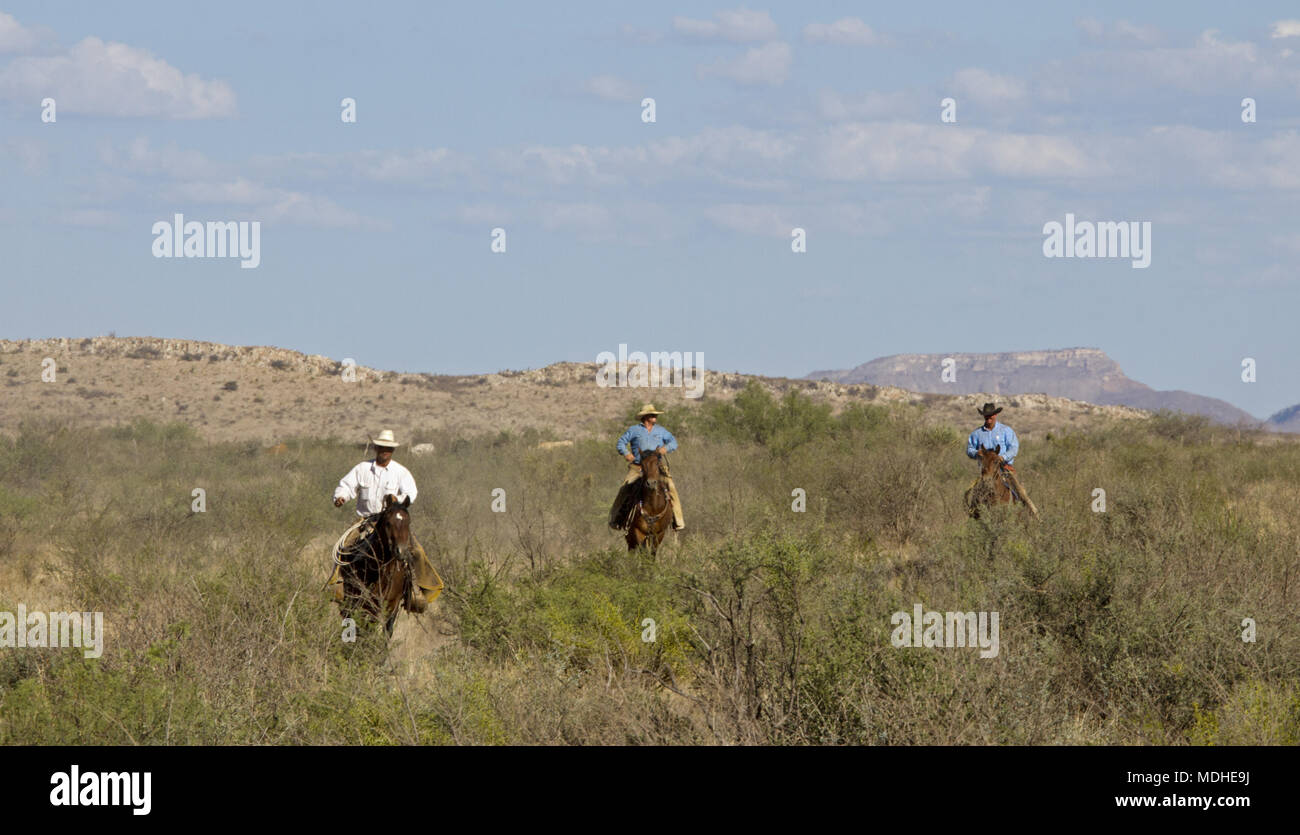 Cowboys on their way to a cattle round up in West Texas ranch Stock Photo
