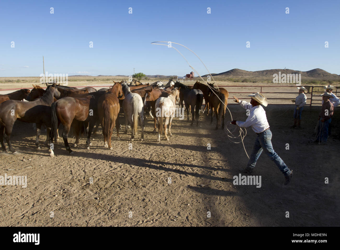 Rancher choosing horses to be used for a cattle round-up in a West Texas ranch Stock Photo
