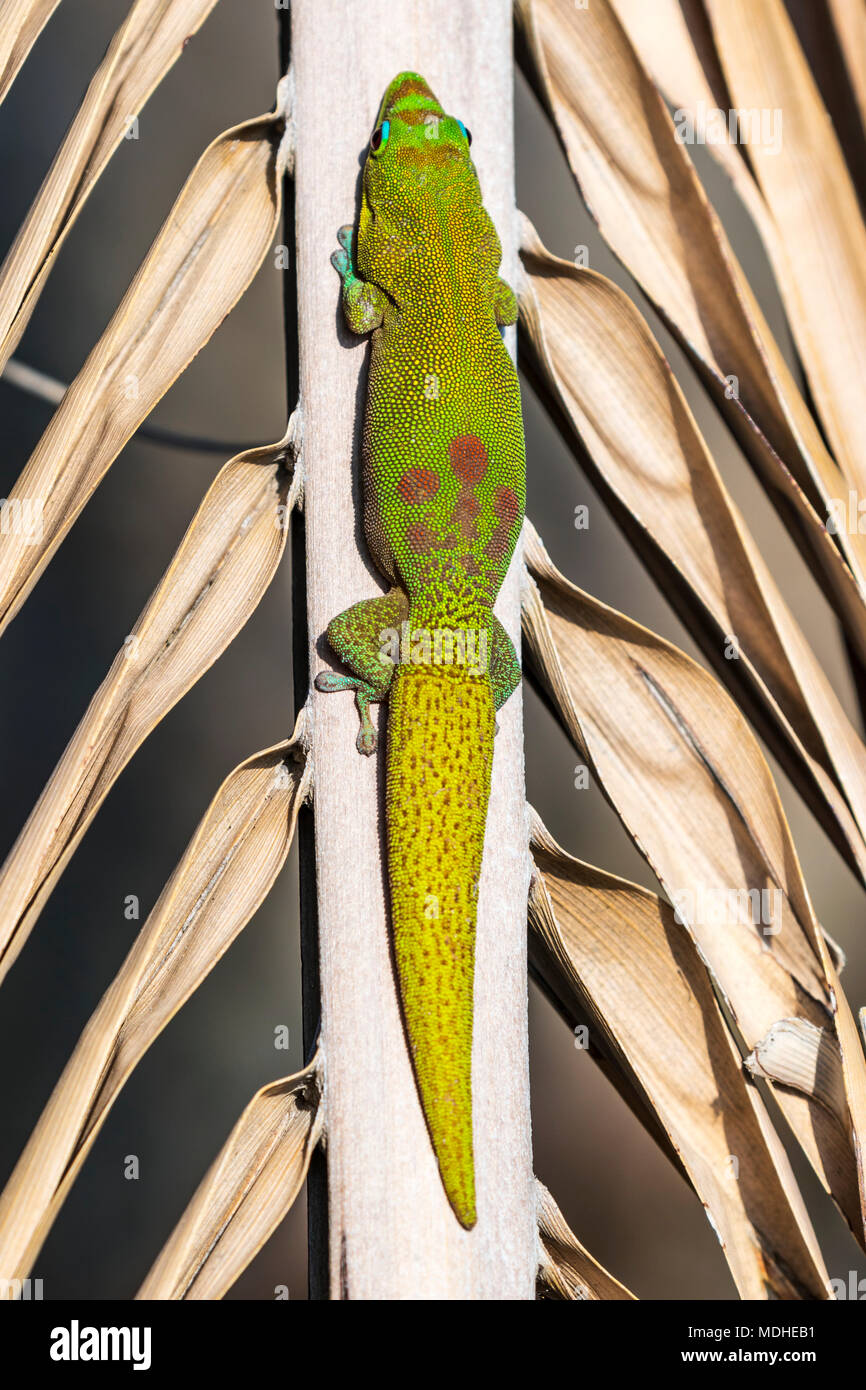 This gold dust day gecko (Phelsuma laticauda) resting on a palm tree was photographed on the Kona coast of the Big Island, Hawaii, where it is an i... Stock Photo