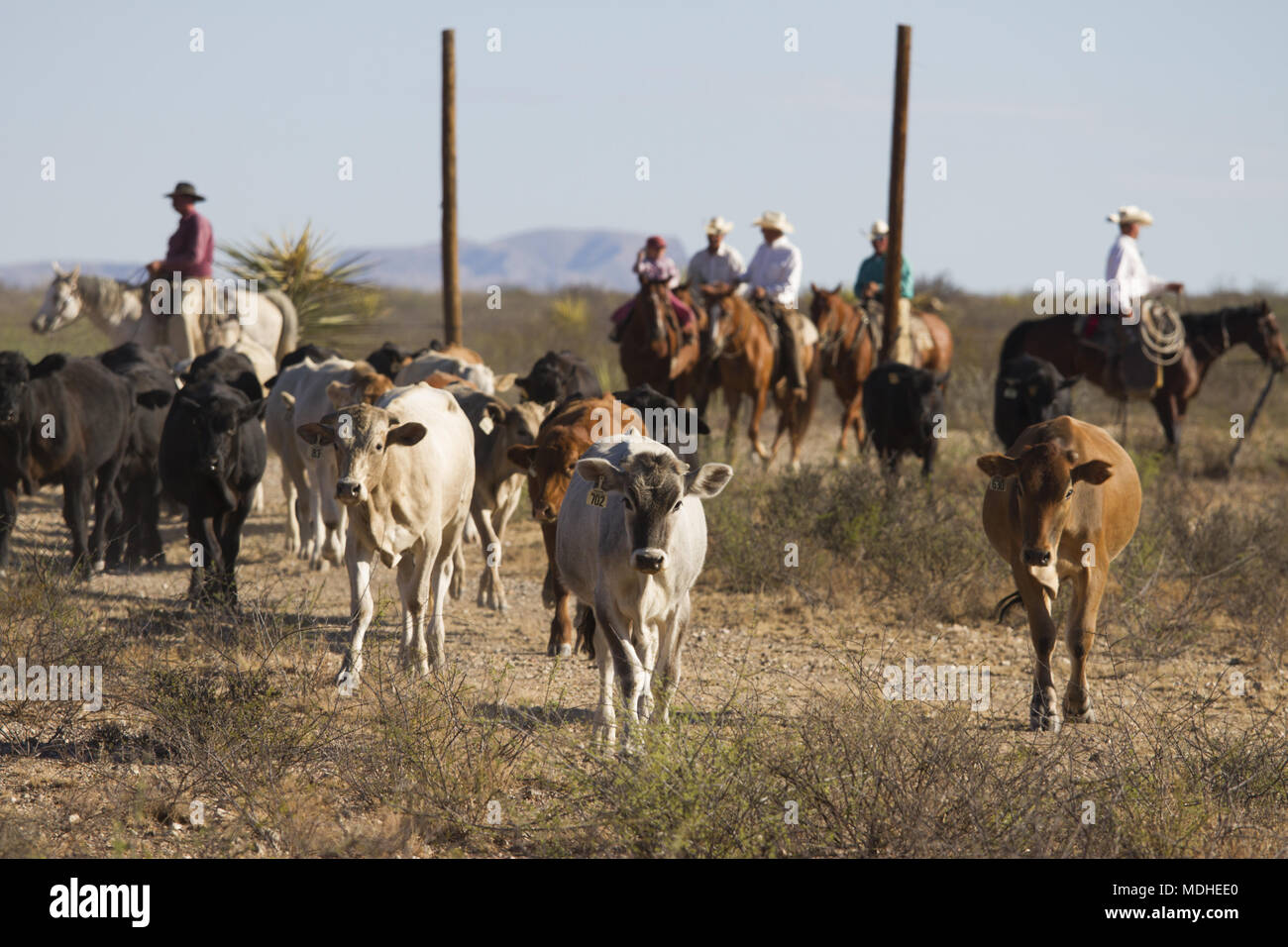 Cowboys driving cattle on a West Texas Ranch at the end of a roundup day Stock Photo Alamy