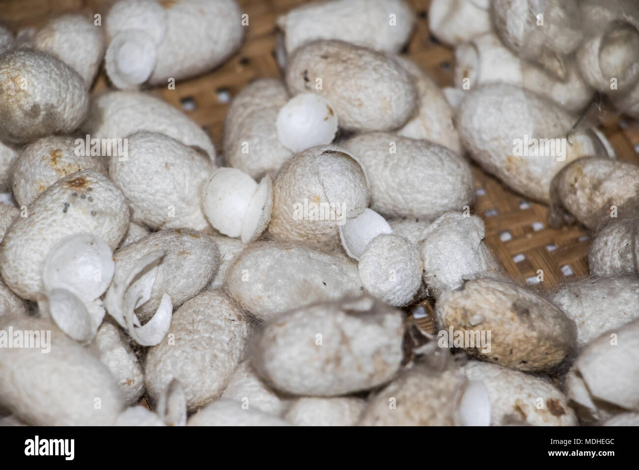 Cocoons of the larvae of the mulberry silkworm at the Mulberry Silk Farm, Ban Li; Xiangkhouang, Laos Stock Photo