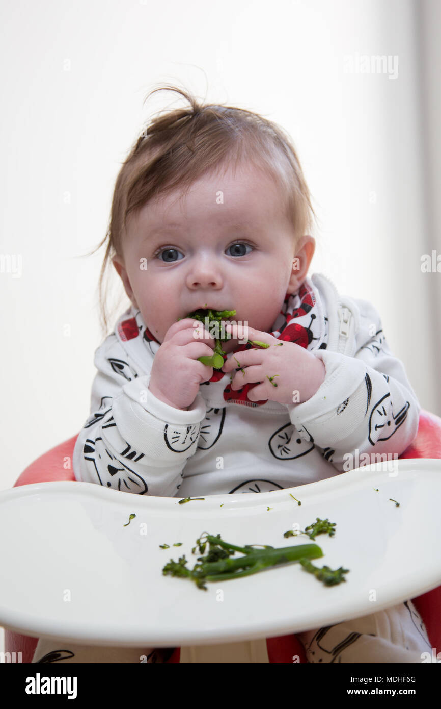 6 month old baby girl baby led weaning Stock Photo - Alamy