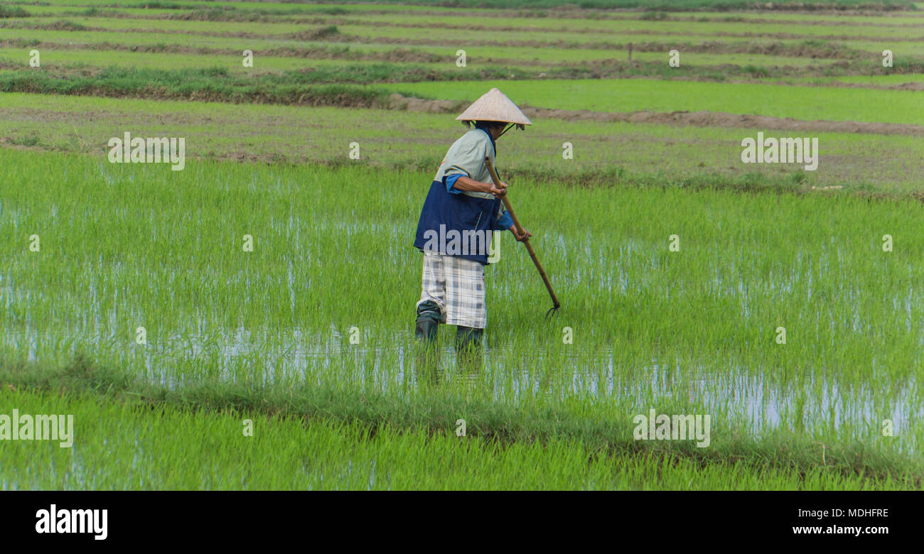 Vietnamese woman planting rice seedlings in the paddy fields in rural countryside Stock Photo