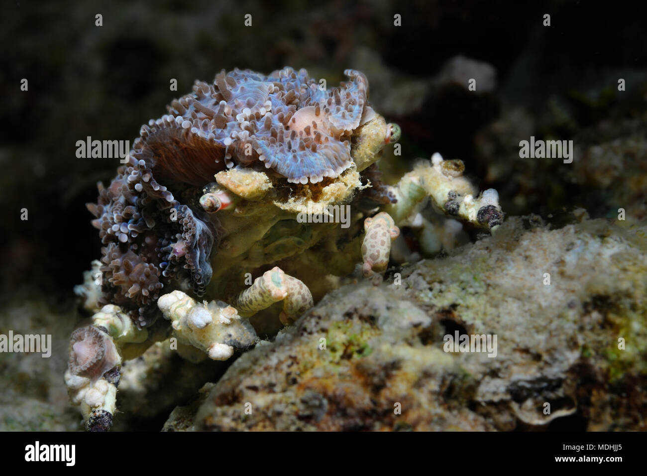 Corallimorph decorator crab is crawling over a coral reef, Panglao, Philippines Stock Photo