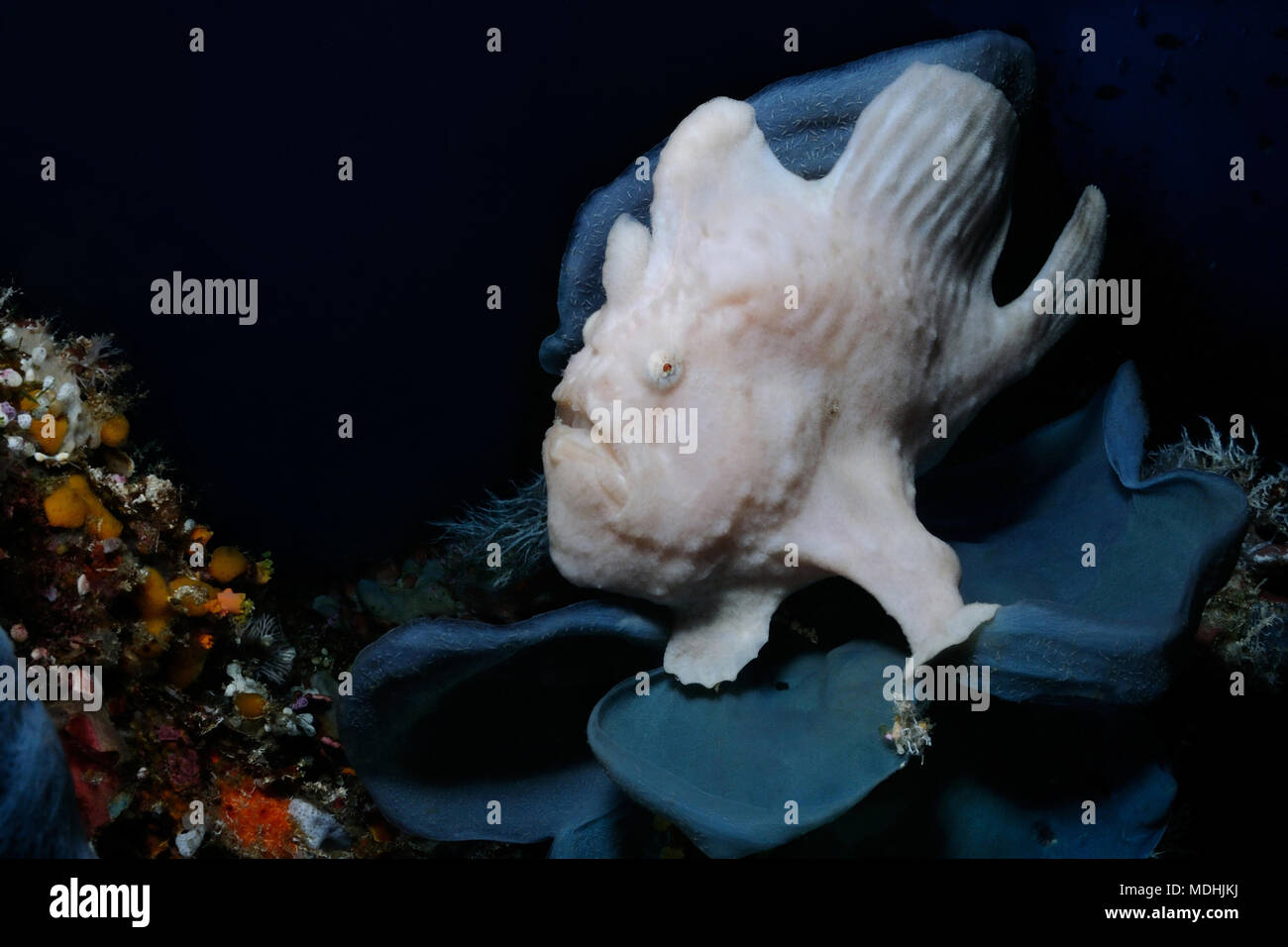 Deep Sea Anglerfish Stock Photos & Deep Sea Anglerfish Stock Images - Alamy