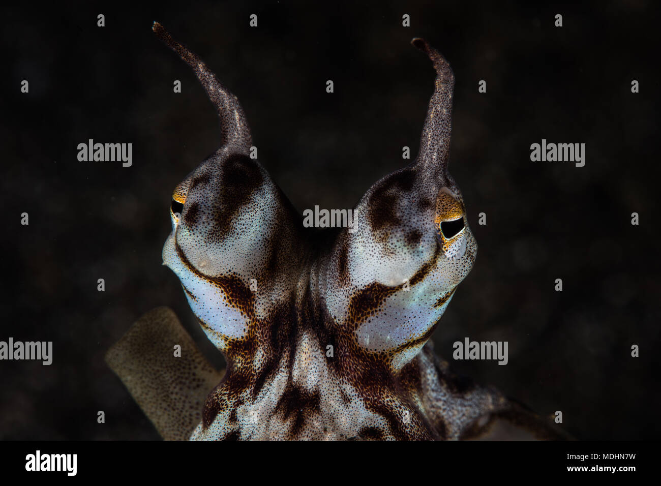 Mimic Octopus Mimicking Diver