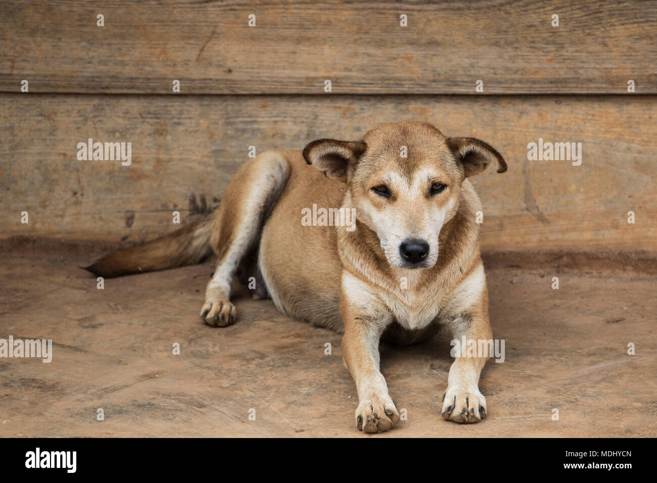 do pregnant dogs sleep more