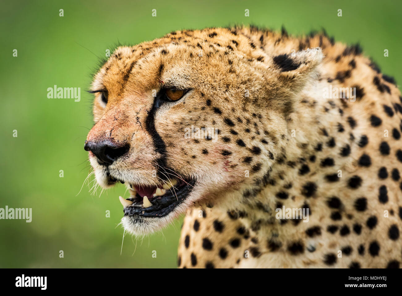 Close-up of cheetah (Acinonyx jubatus) head looking out over the grassy savannah with it's mouth open. It has golden fur covered with black spots, ... Stock Photo