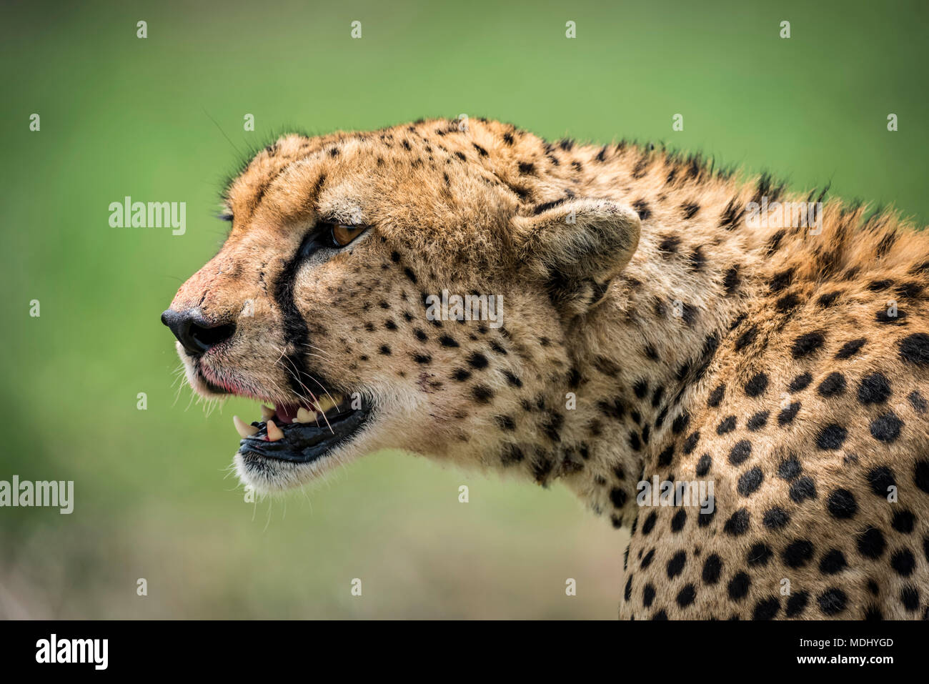 Close-up of cheetah (Acinonyx jubatus) head looking out over the grassy savannah with it's mouth open. It has golden fur covered with black spots, ... Stock Photo