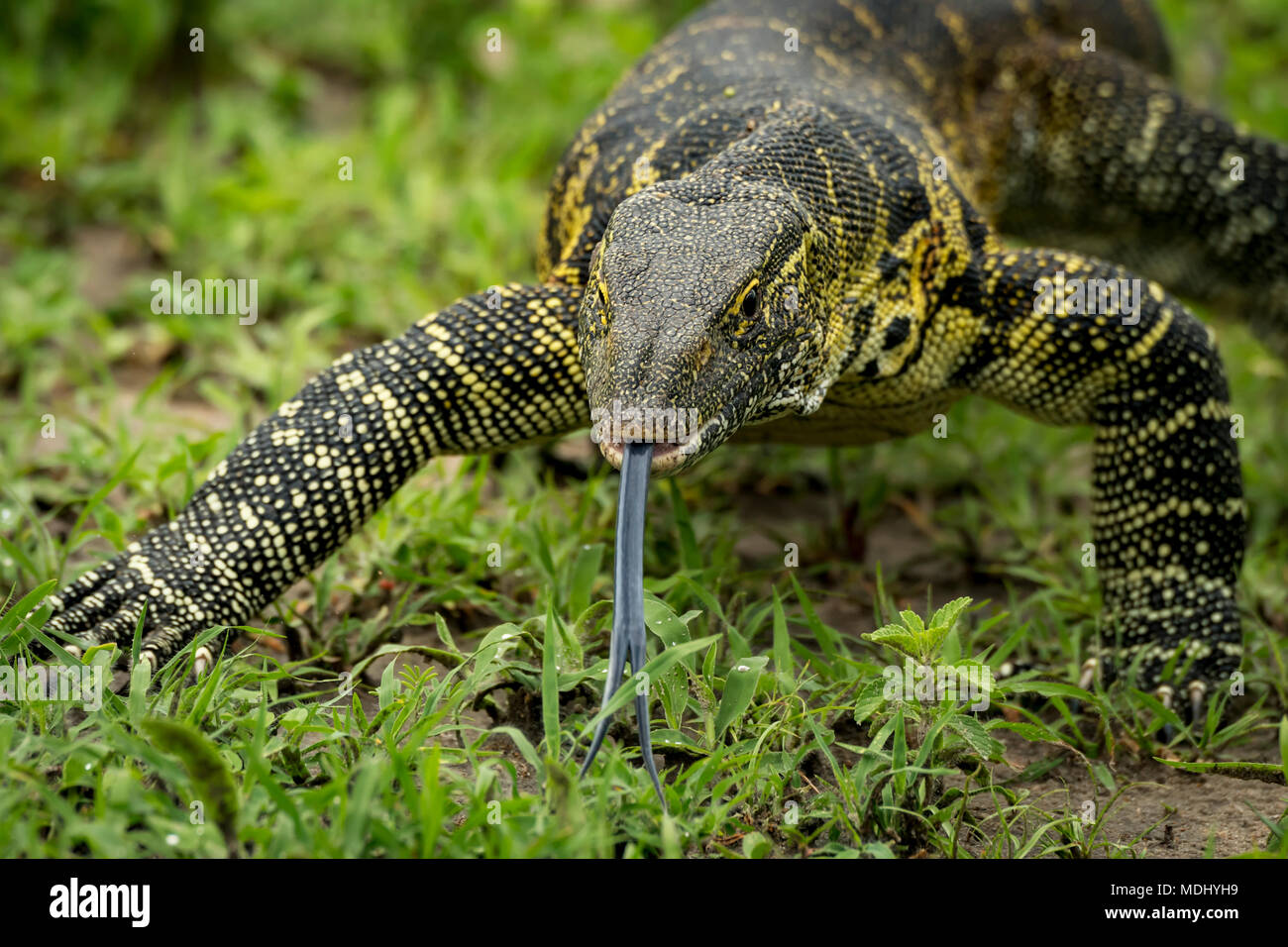 Close-up of monitor lizard (Varanus varius) with tongue out, Tarangire National Park; Tanzania Stock Photo