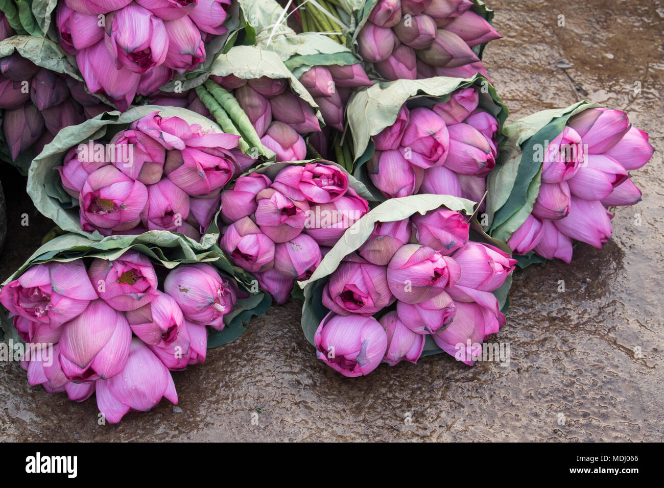 Lotus flower market hires stock photography and images Alamy