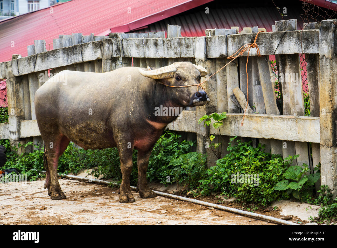 Water buffalo (Bubalus bubalis) tied to a fence and for sale at the Sunday  market; Bac Ha, Lao Cai, Vietnam Stock Photo - Alamy
