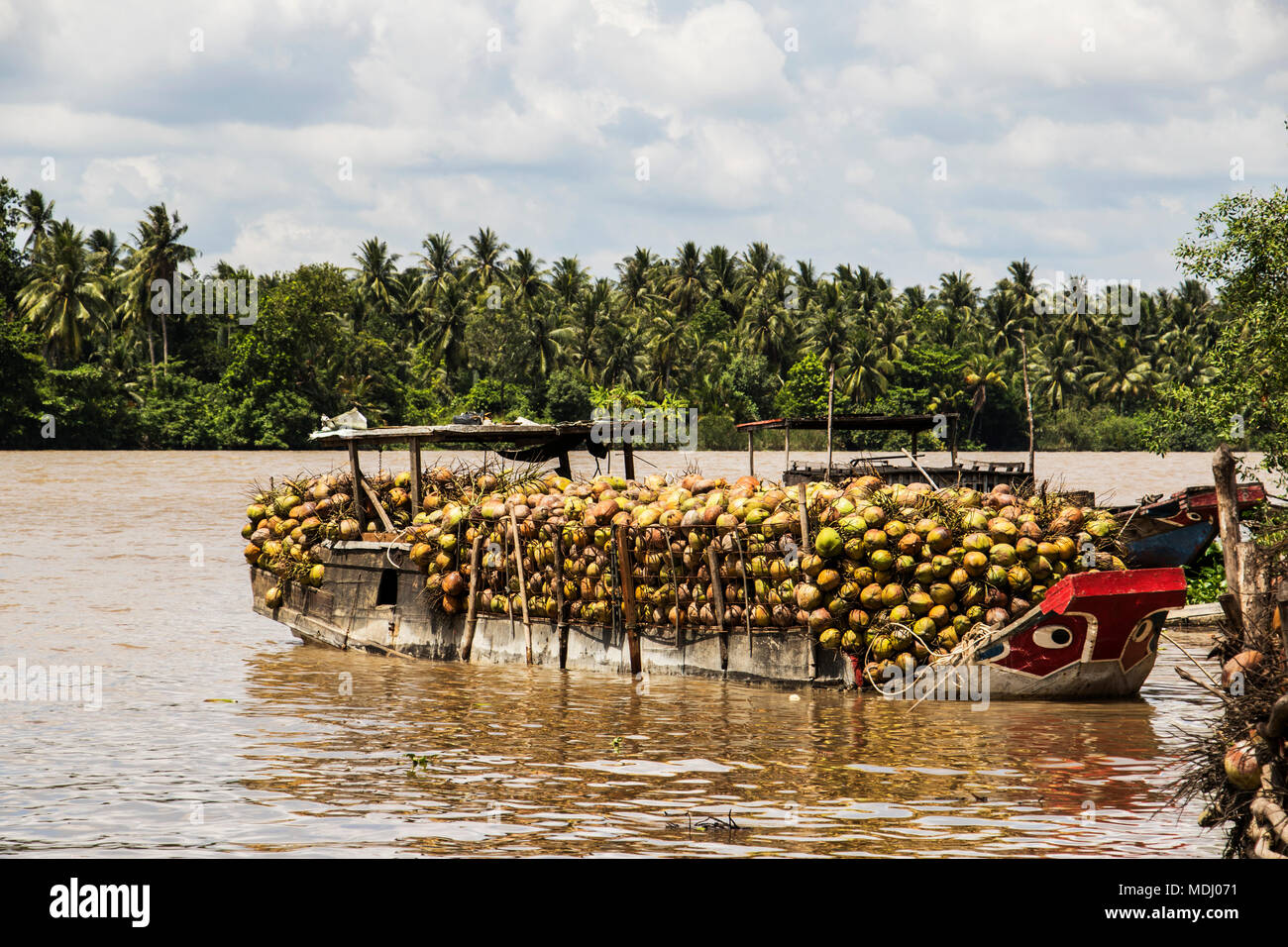 Boat laden with coconuts in the Mekong River; Ben Tre, Vietnam Stock Photo