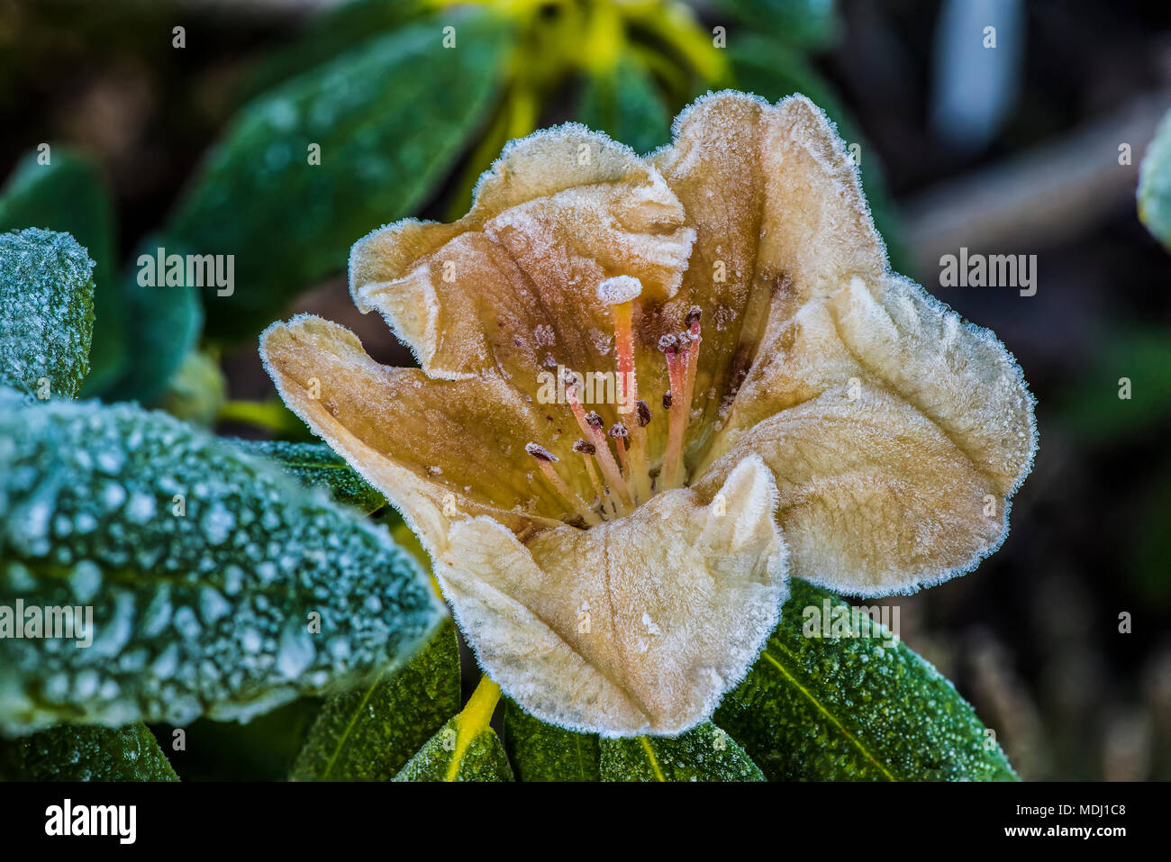 Early blooming yellow rhododendron flower with frost; United States of ...