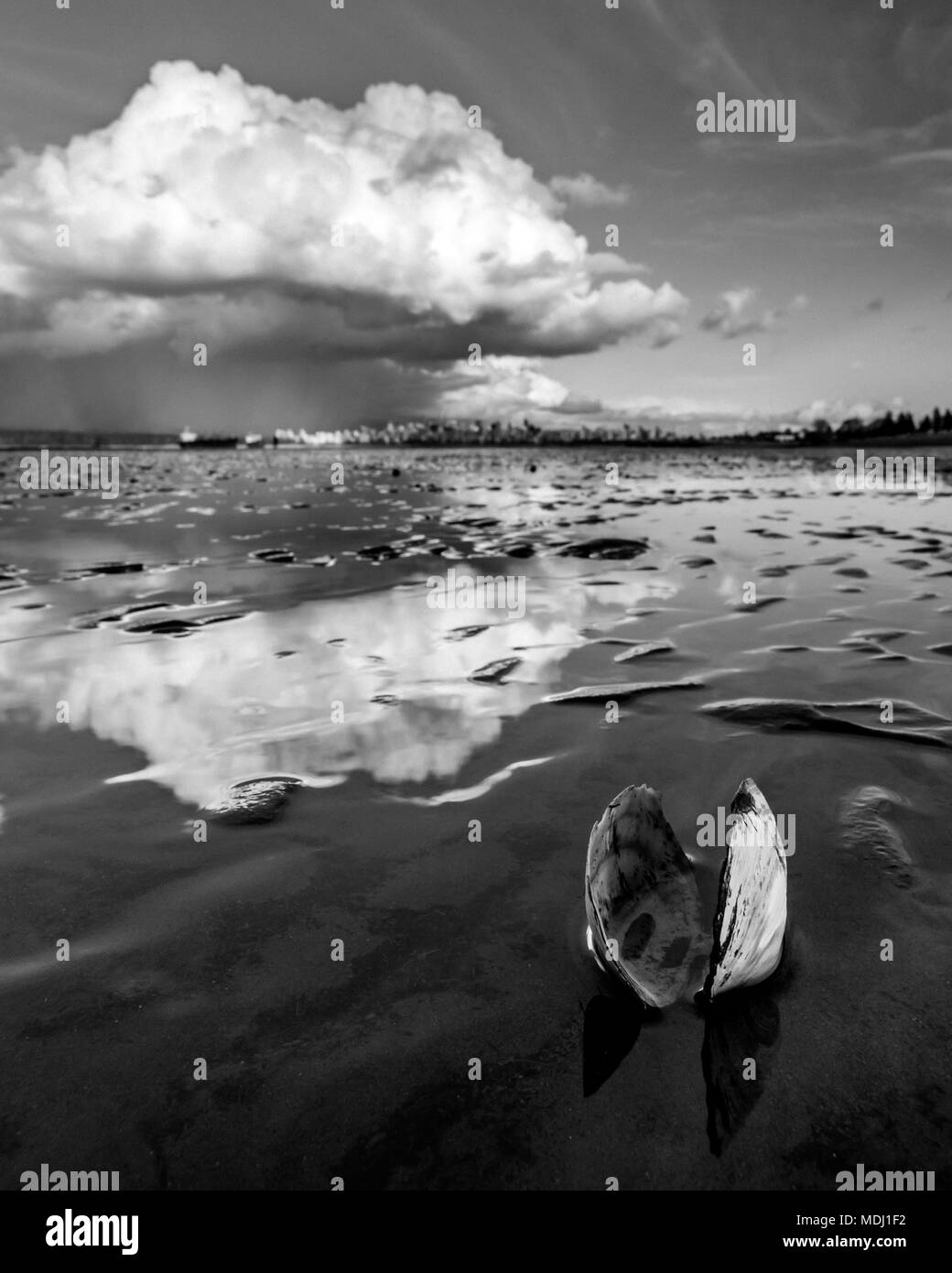 An open clam shell sits on the shore with cloud reflected on the wet sand; Vancouver, British Columbia, Canada Stock Photo