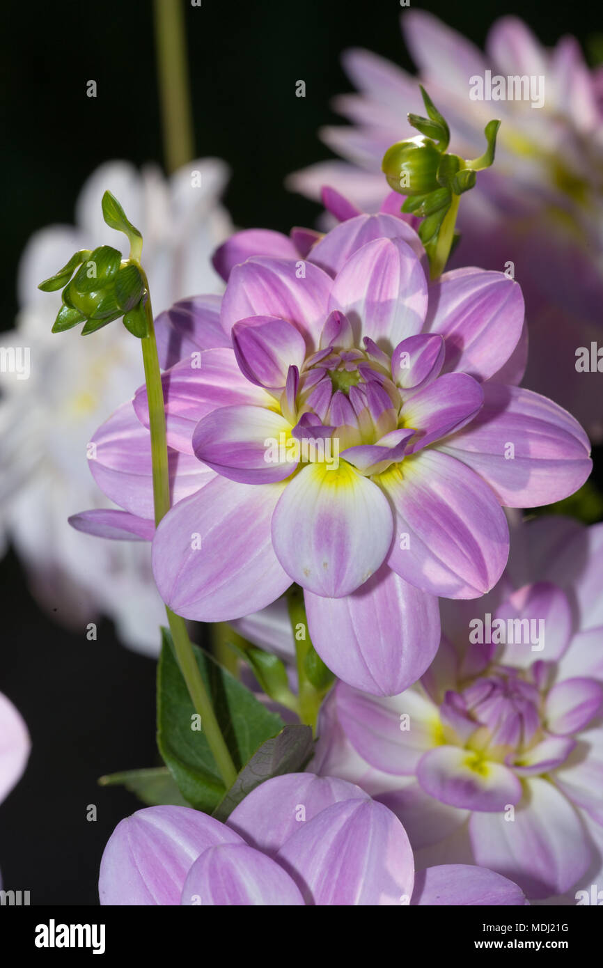 'Twilight time' Waterlily dahlia, Näckrosblommiga gruppen (Dahlia x Hortensis) Stock Photo