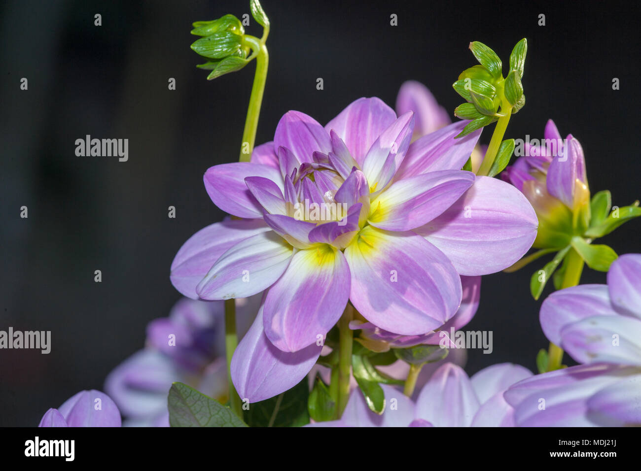 'Twilight time' Waterlily dahlia, Näckrosblommiga gruppen (Dahlia x Hortensis) Stock Photo