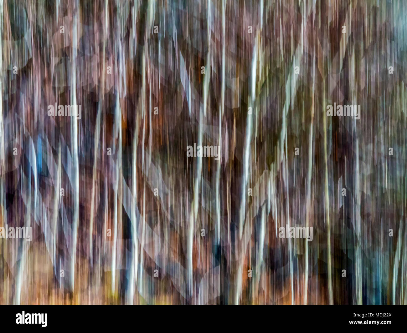 Image colour management of a forest in springtime with warm shades