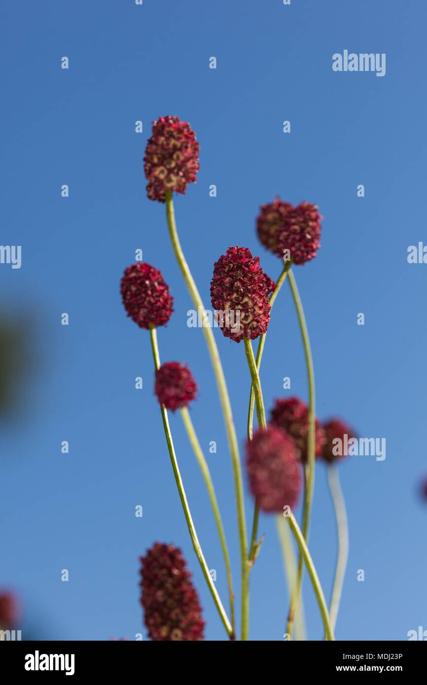 Great Blodtopp (Sanguisorba officinalis Stock Photo Alamy