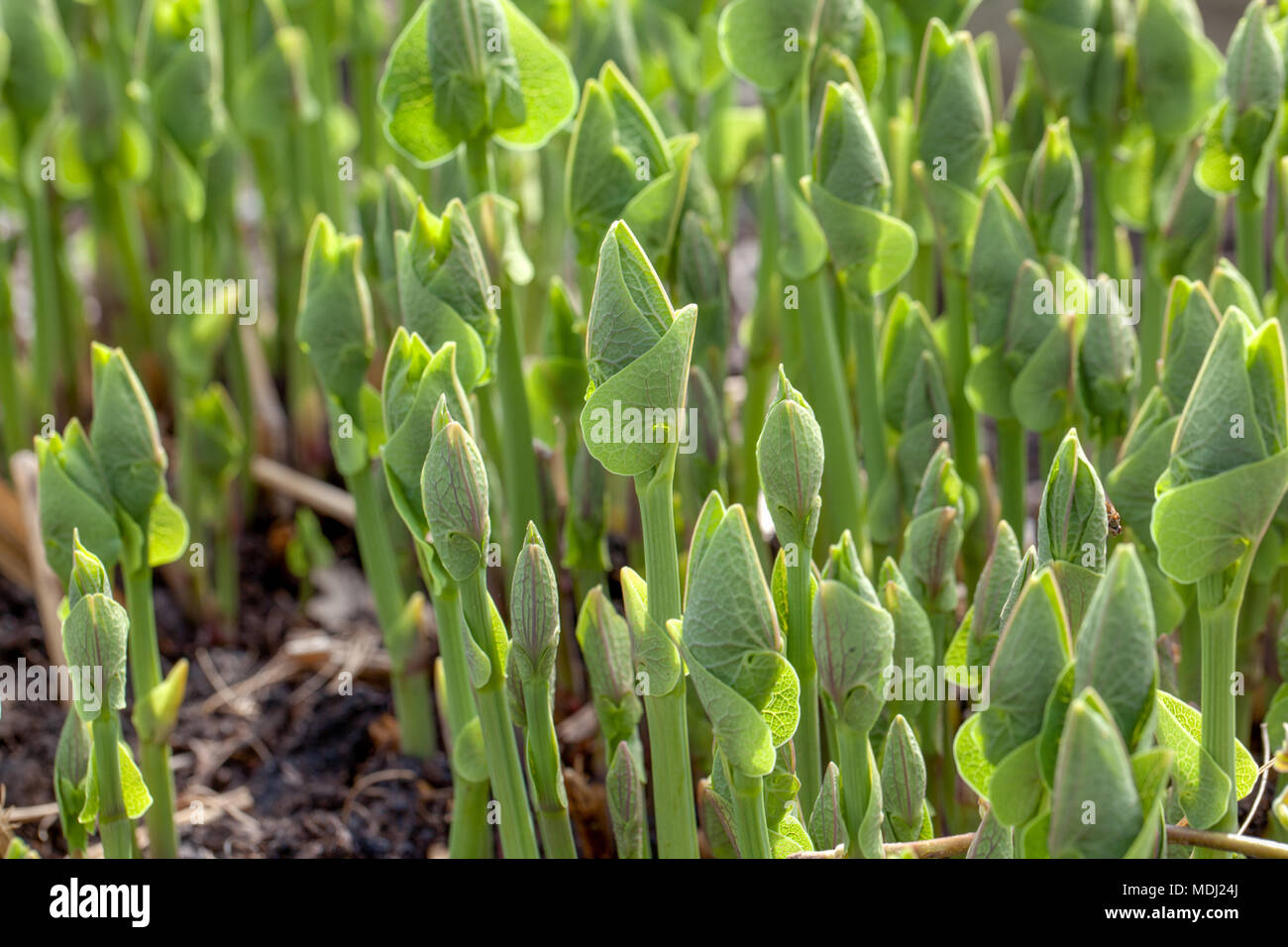Birthwort, Hålrot (Aristolochia clematitis) Stock Photo