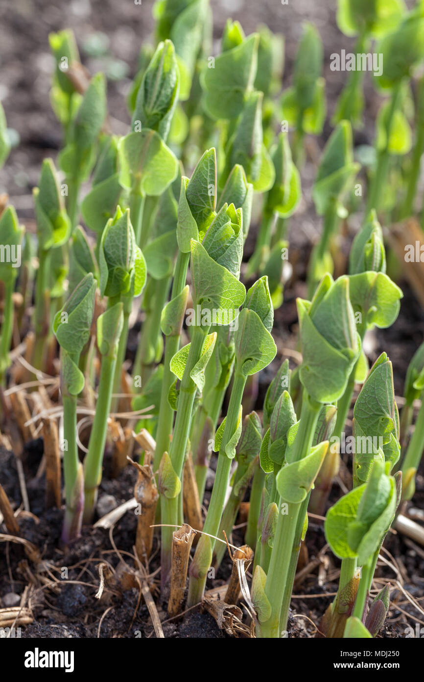 Birthwort, Hålrot (Aristolochia clematitis) Stock Photo