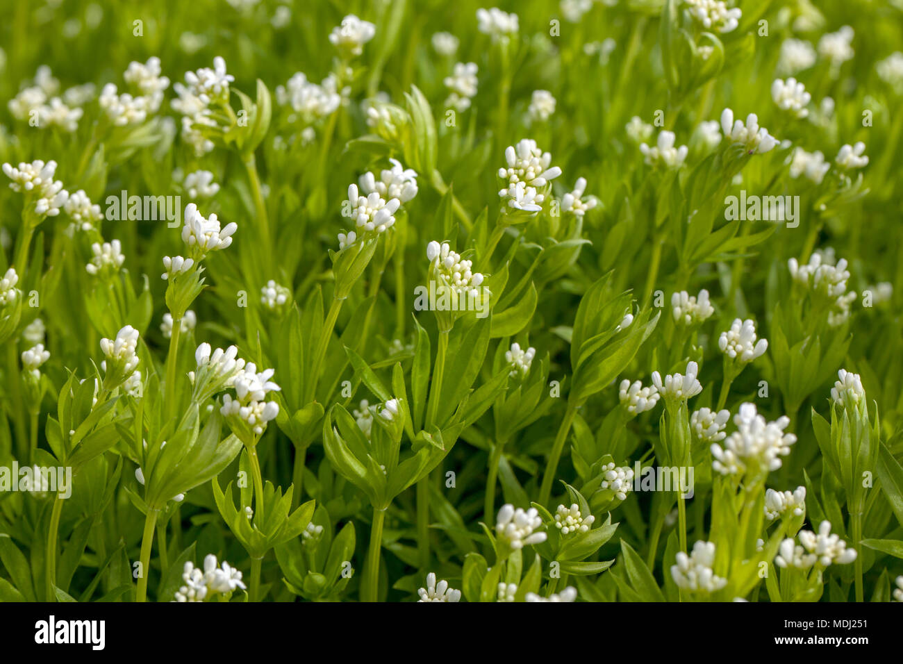 Sweetscented bedstraw, Myskmadra (Galium odoratum) Stock Photo