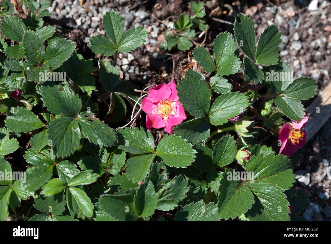 'Stickbowli' Strawberry, Jordgubbe (Fragaria x rosea) Stock Photo