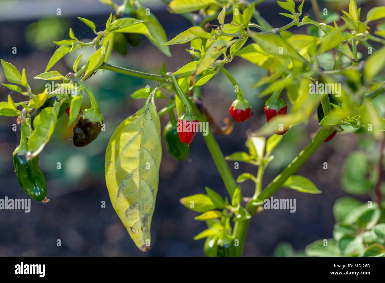 'Apache' Chilli Pepper, Spanskpeppar (Capsicum annuum) Stock Photo