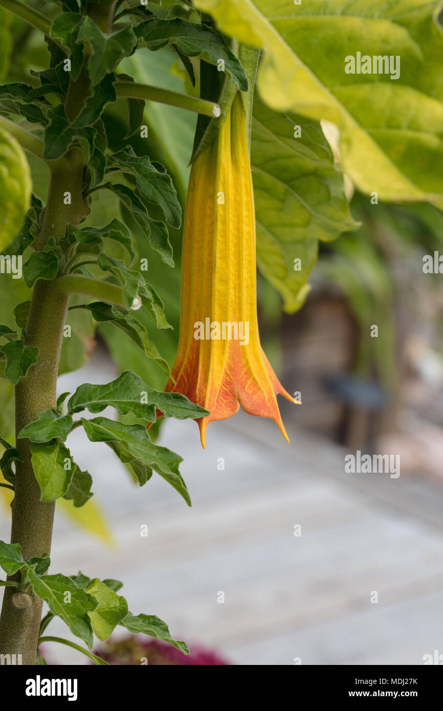 Blood-red Angel’s Trumpet, Röd änglatrumpet (Brugmansia sanguinea) Stock Photo