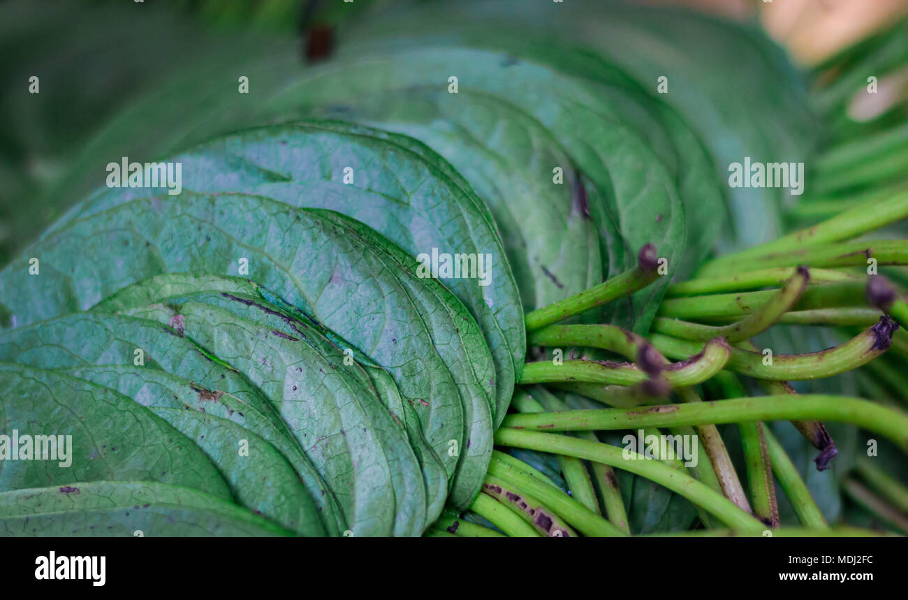 betel pan leaves stacked for sale in market in india pan Stock Photo