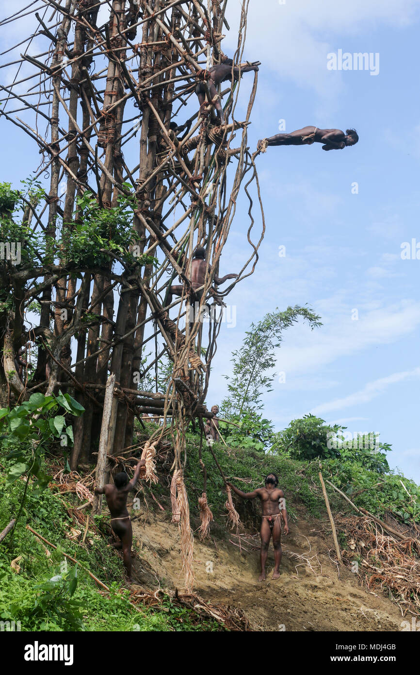 Pentecost, Republic of Vanuatu, July 20, 2014: Traditional land diving ritual (Nangol) with vines tied to their feet, origin of modern Bungee Jumping Stock Photo