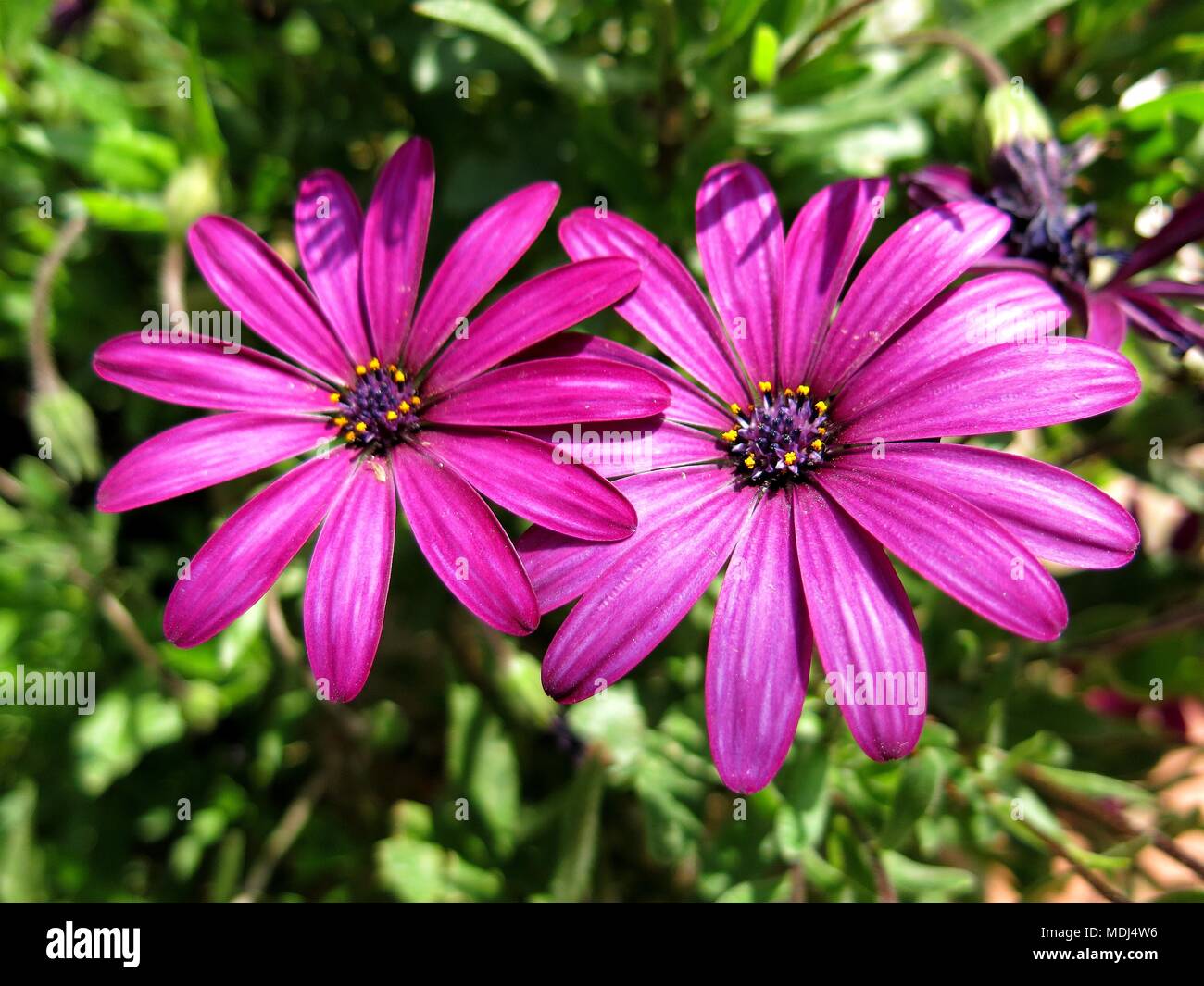 Violet daisies, Dimorphotheca ecklonis. Stock Photo