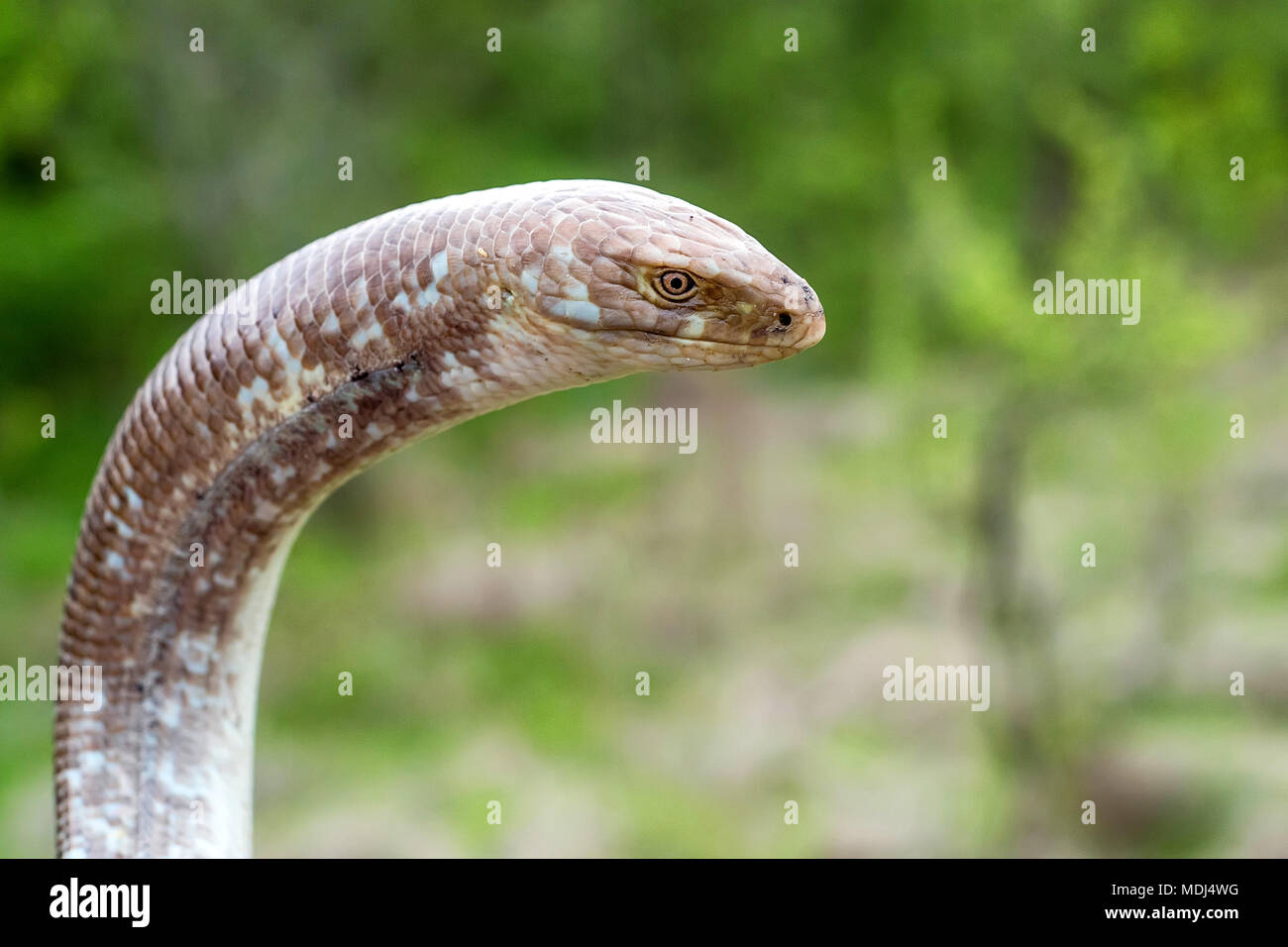 Sheltopusik legless lizard or Pseudopus apodus Stock Photo Alamy