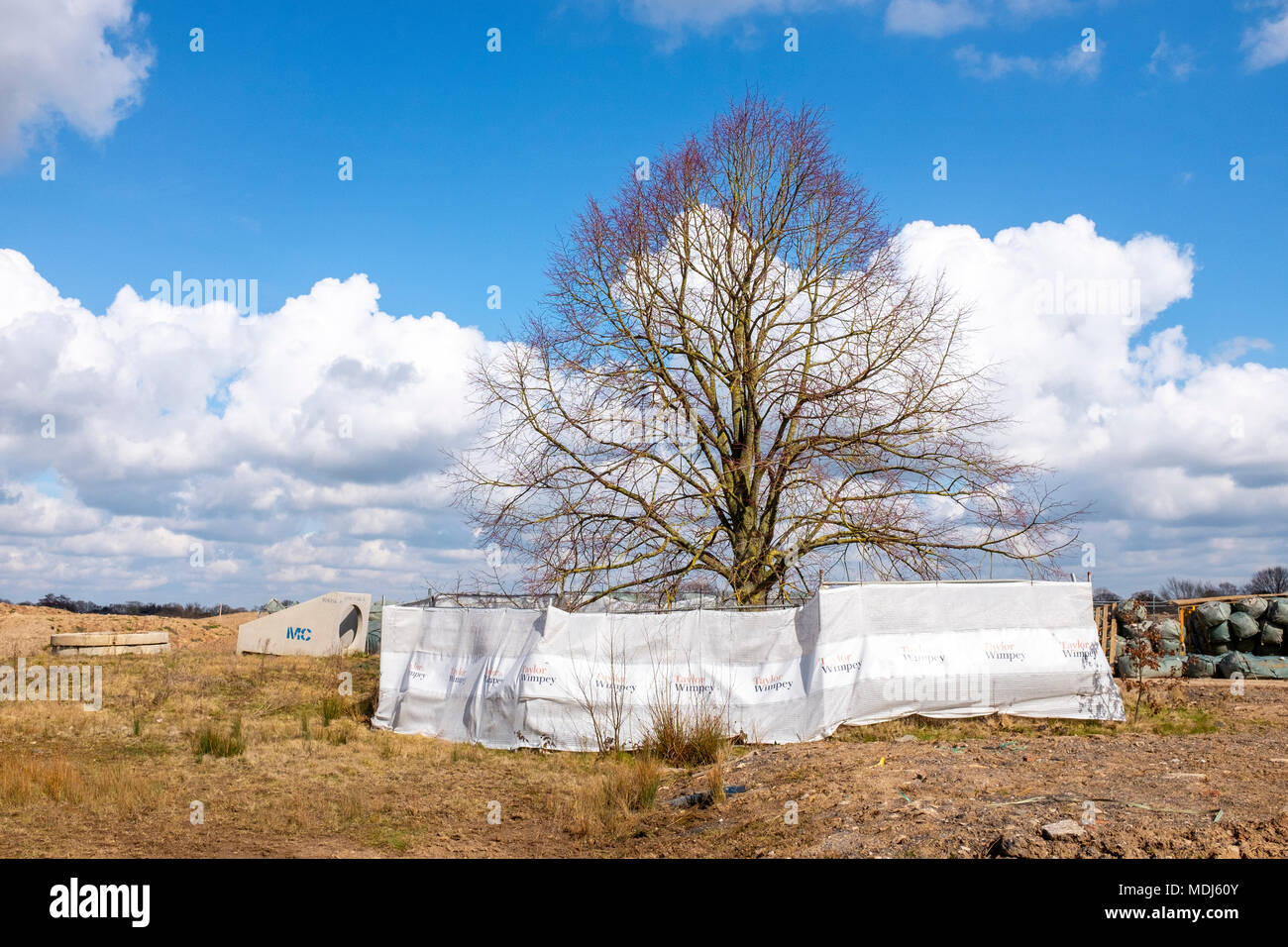 Protected tree on a Taylor Wimpey building site in Cheshire UK Stock Photo