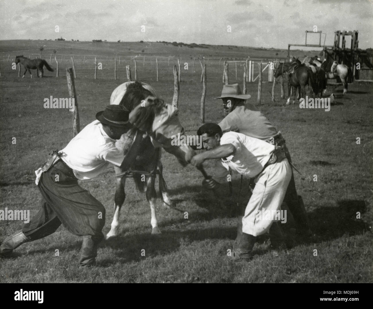 Gauchos taming horses, Uruguay 1950s Stock Photo