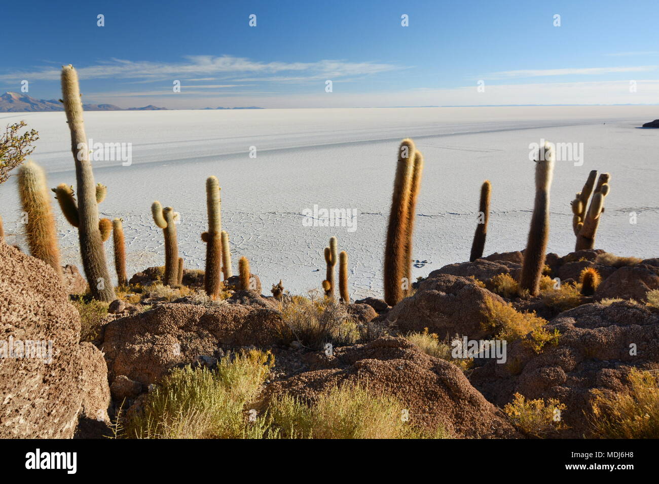 View from Isla Incahuasi. Salar de Uyuni. Bolivia Stock Photo