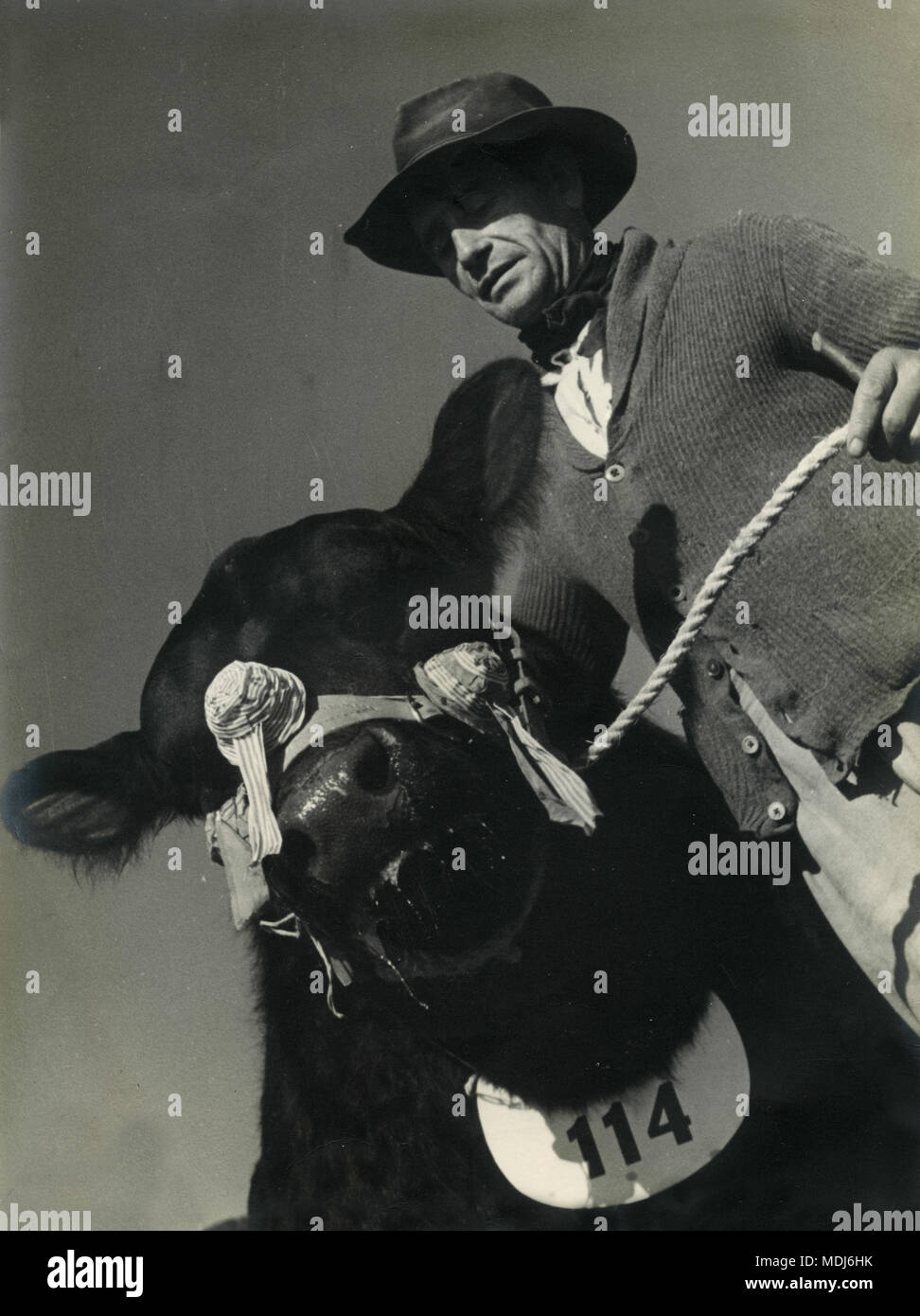 Bovine champion at an exhibition, Uruguay 1949 Stock Photo