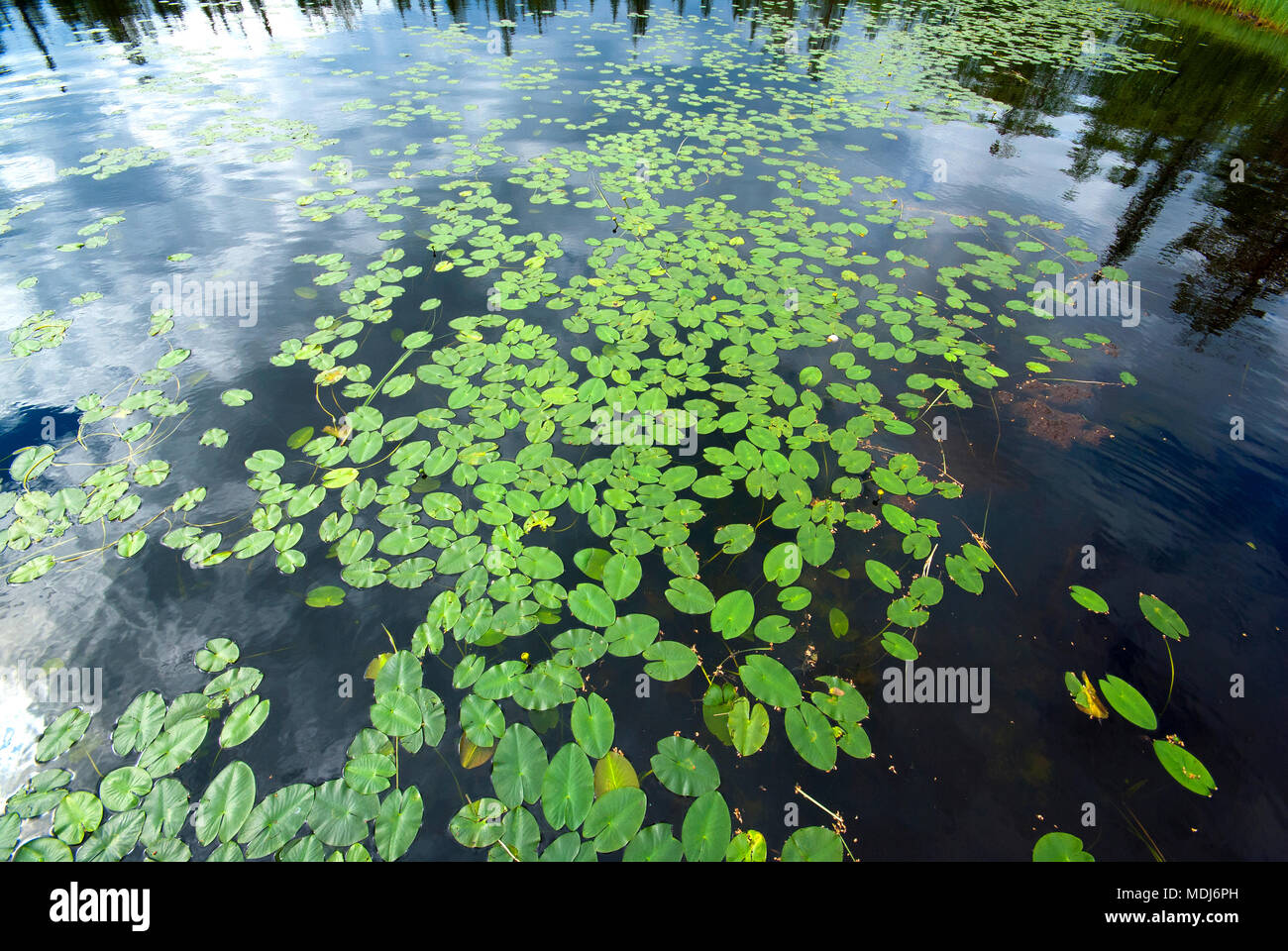 Water lily leaves (Nymphaea) in a small lake, Swedish Lapland near Gallivare, Norrbotten County, Sweden Stock Photo