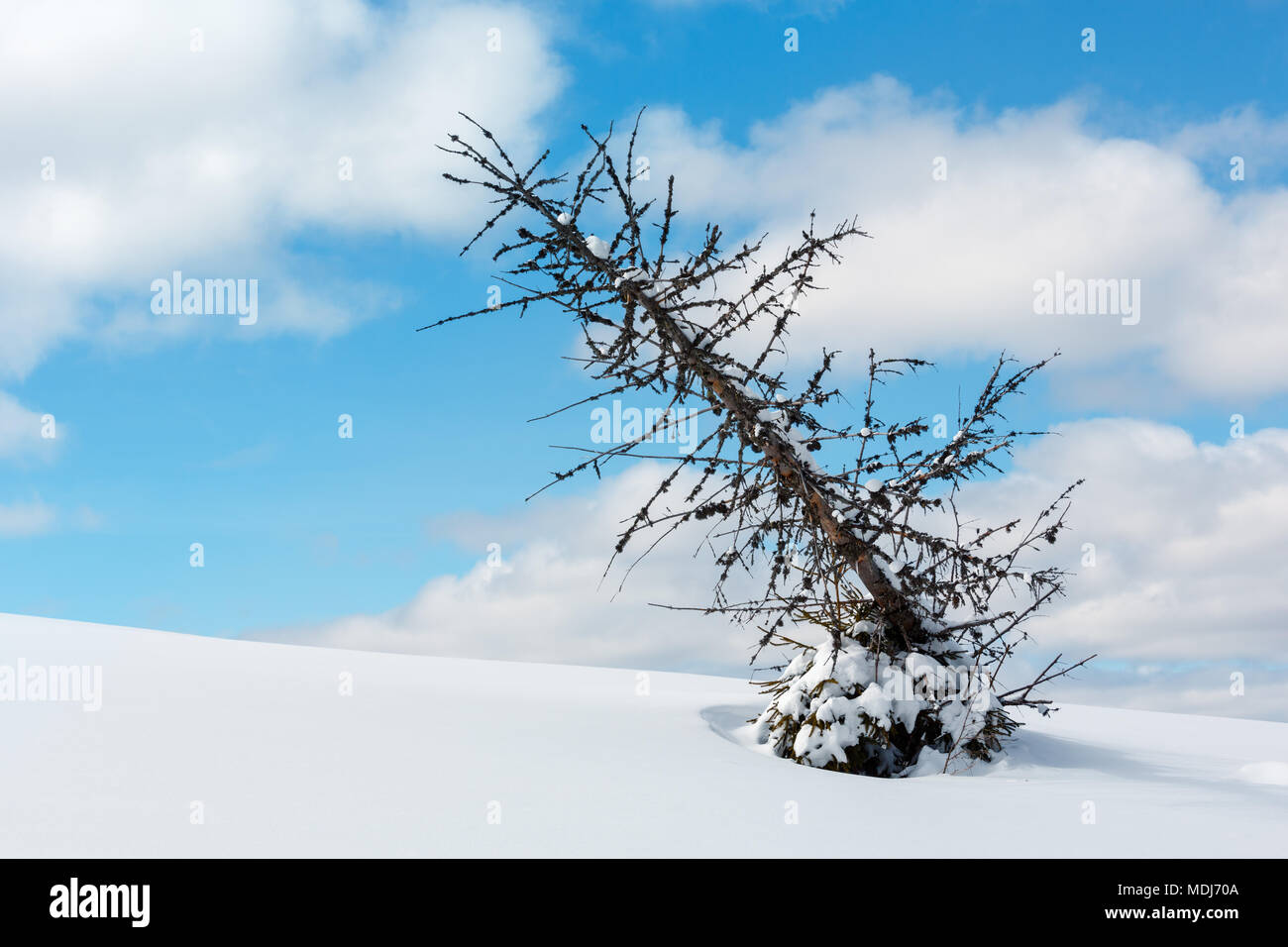 Picturesque withered windbreak tree on winter sunny snowdrift mountain hill slope on cloudy blue sky background. Stock Photo