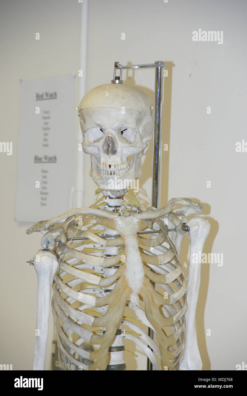 medical skeleton in doctors surgery Stock Photo