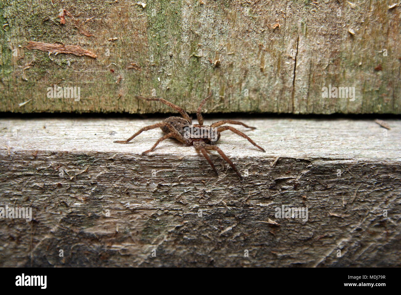 Wolf Spider, Lycosa furcillata, on a wooden railing. Stock Photo