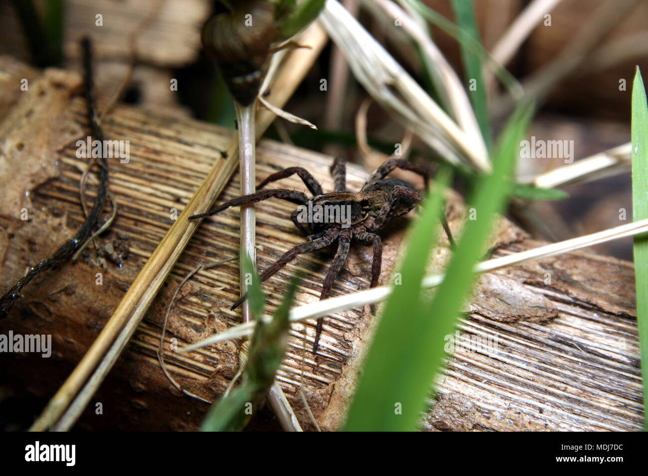 Wolf Spider, Lycosa furcillata. Stock Photo